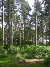 Thetford forest